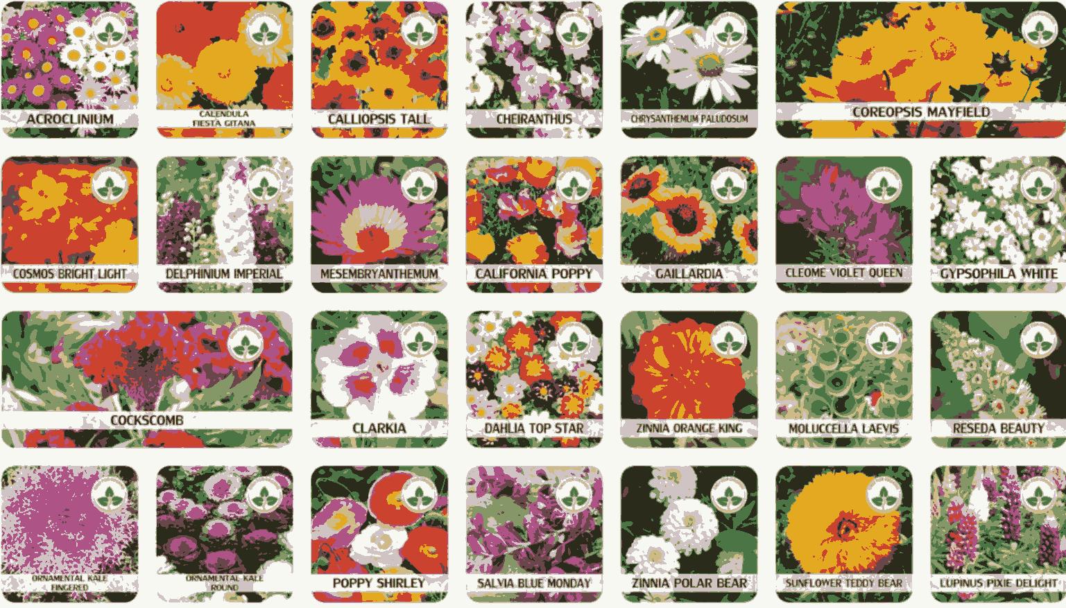 Flower Seed Varieties